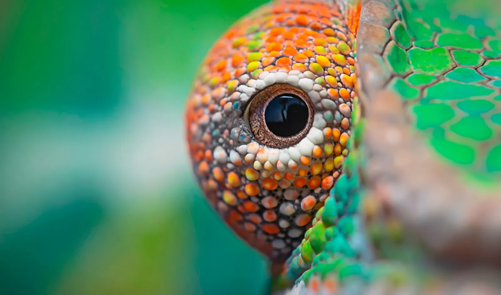 A chameleon’s head up close