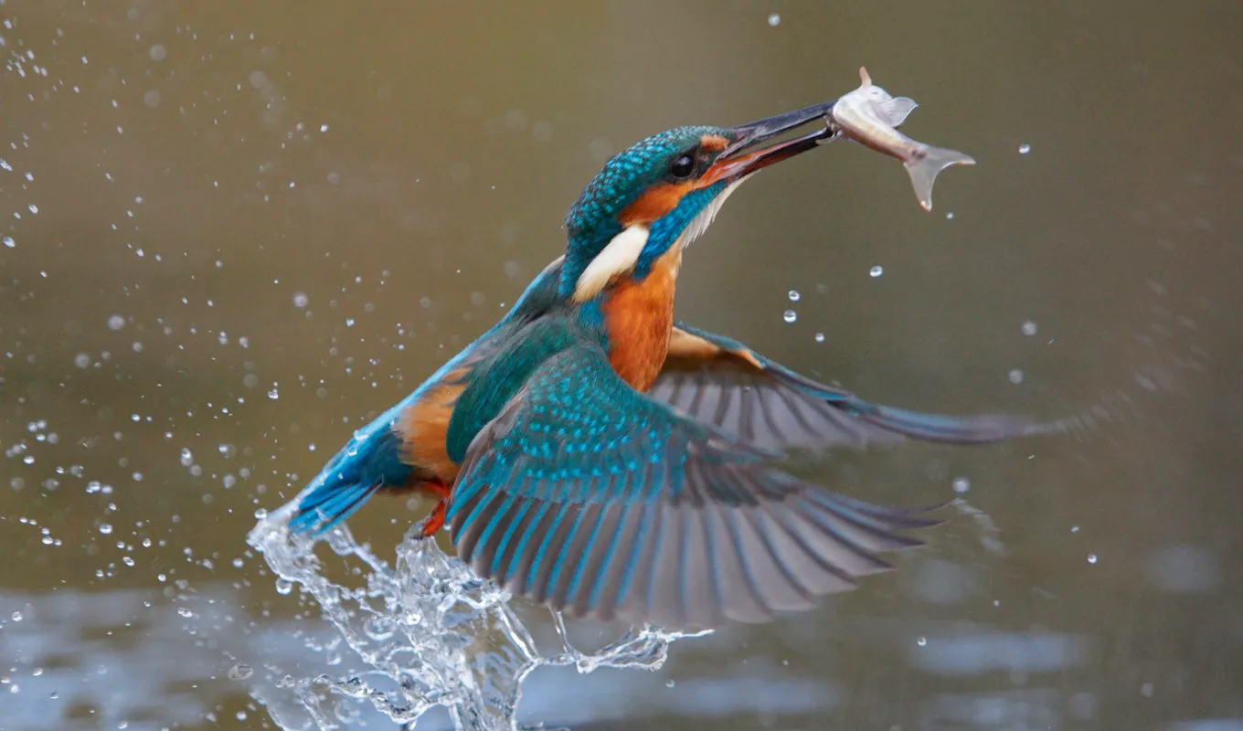 A kingfisher taking off with a small fish