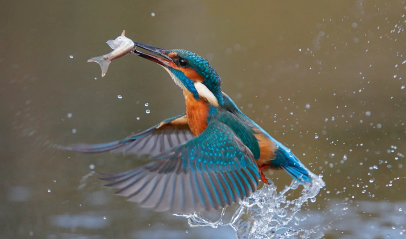 A kingfisher taking off with a small fish
