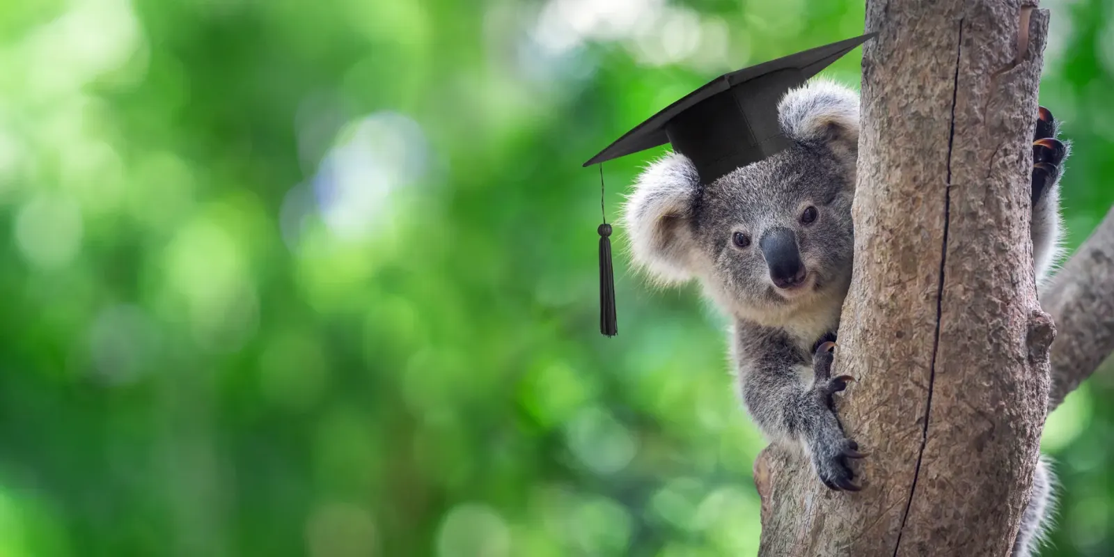 A koala in a tree wearing a graduation cap