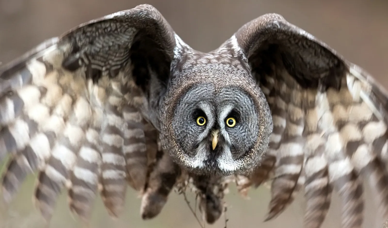 A great grey owl with spread wings